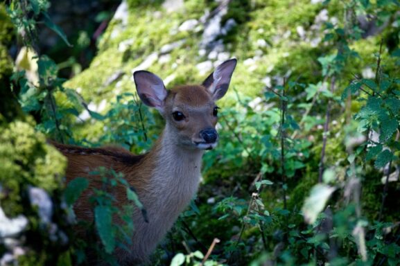 Tierpark Zoo Schweiz Kindern - simon-infanger-DHFy_cmj-EM-unsplash