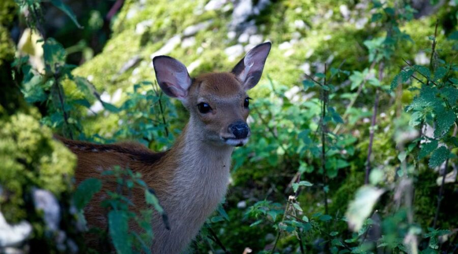Tierpark und Zoo Schweiz mit Kindern: 8 Ausflüge, die sich wirklich lohnen